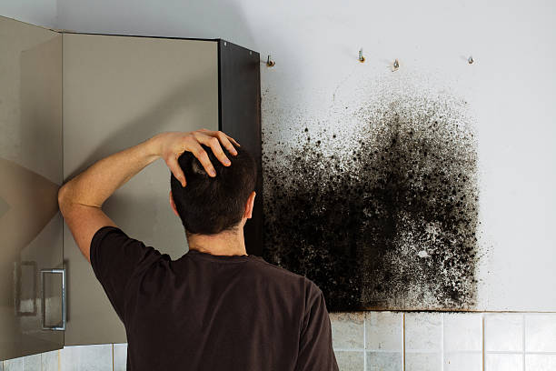 Best Mold Damage Restoration  in Bloomsburg, PA